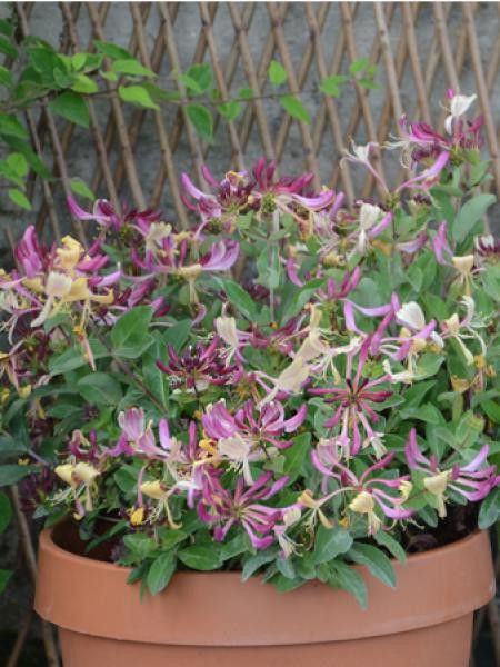 Chèvrefeuille 'Chic & choc® 'inov205' '