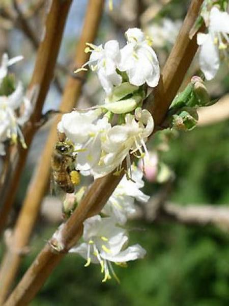 Chèvrefeuille d'hiver