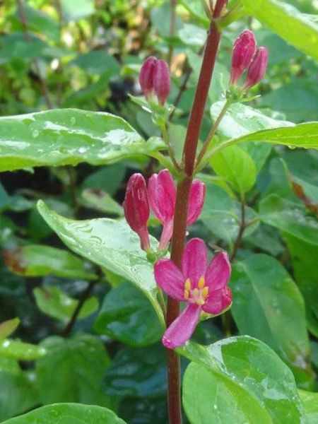 Chèvrefeuille de Tartarie 'Hack's Red'