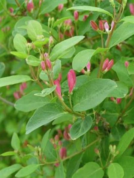 Chèvrefeuille de Tartarie 'Rosea'
