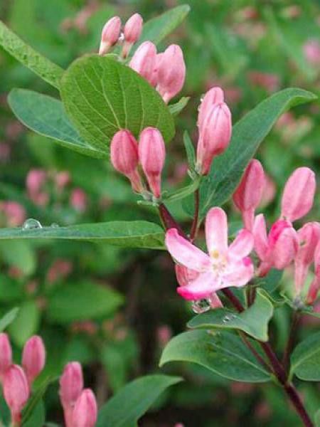 Chèvrefeuille de Tartarie