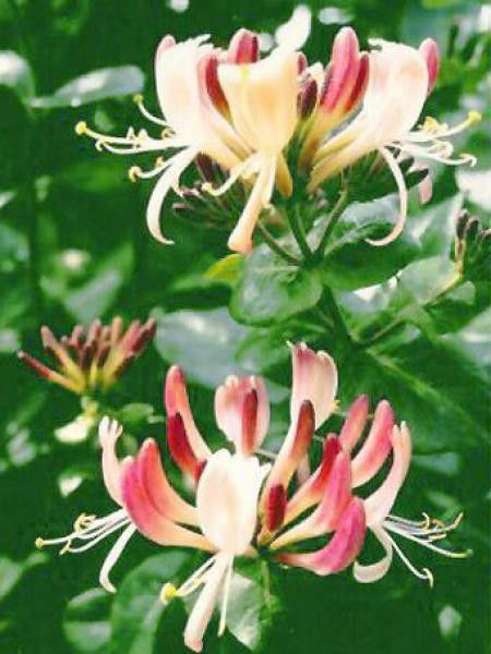 Chèvrefeuille des bois 'Belgica Select'