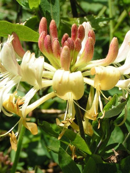 Chèvrefeuille des bois