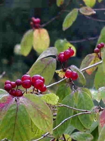 Chèvrefeuille des haies