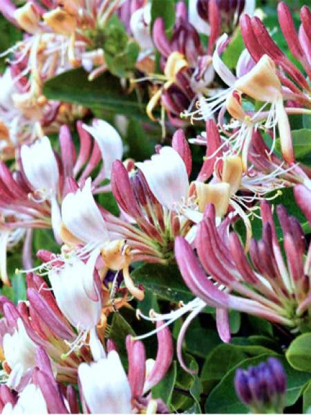 Chèvrefeuille des Jardins 'Inga'