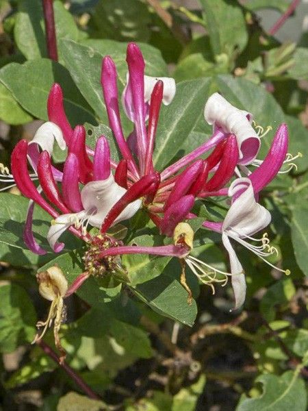 Chèvrefeuille du Japon 'Dart's World'