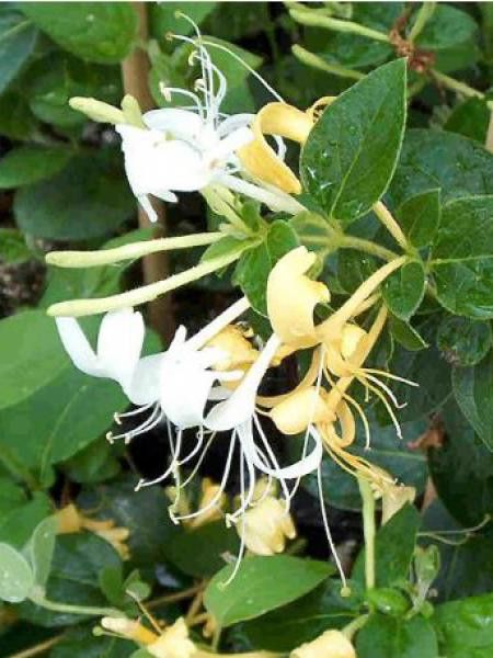 Chèvrefeuille du Japon 'Hall's Prolific'