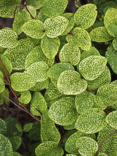 Chèvrefeuille du Japon panaché