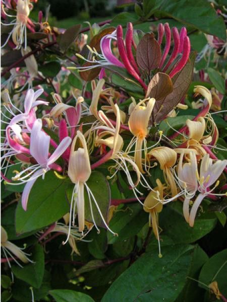 Chèvrefeuille du Japon 'Sinensis'