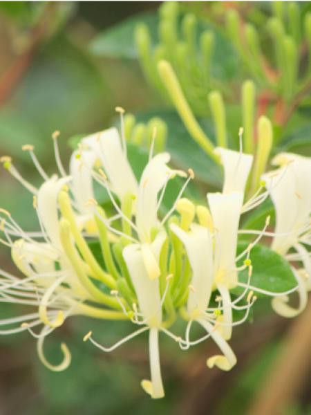 Chèvrefeuille du Japon 'Sweet Isabel'