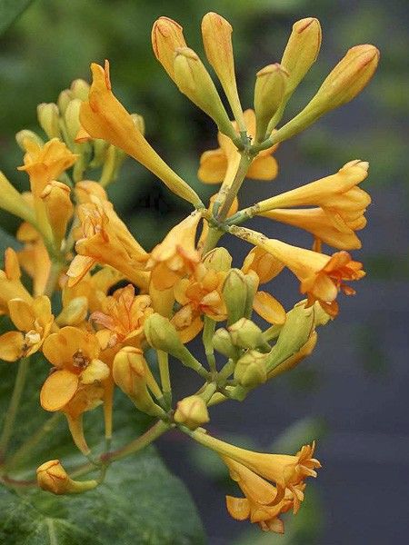 Chèvrefeuille 'Golden Trumpet'