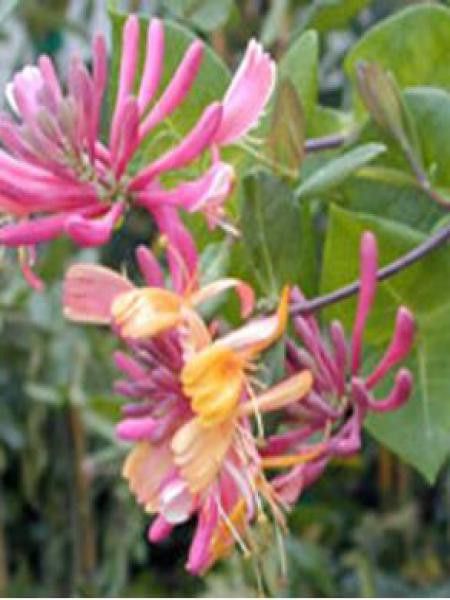 Chèvrefeuille grimpant 'American Beauty'