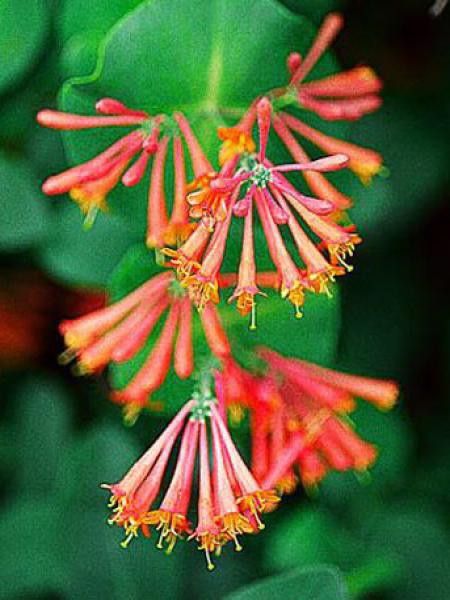 Chèvrefeuille grimpant 'Dropmore Scarlet'