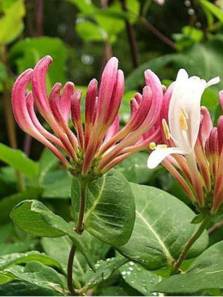 Chèvrefeuille grimpant 'Gold Flame'