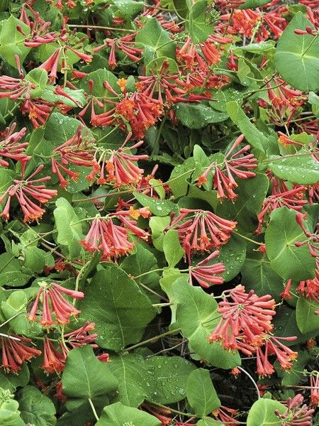 Chèvrefeuille grimpant