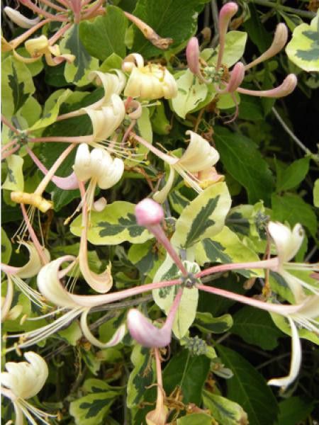 Chèvrefeuille Harlequin® 'sherlite'