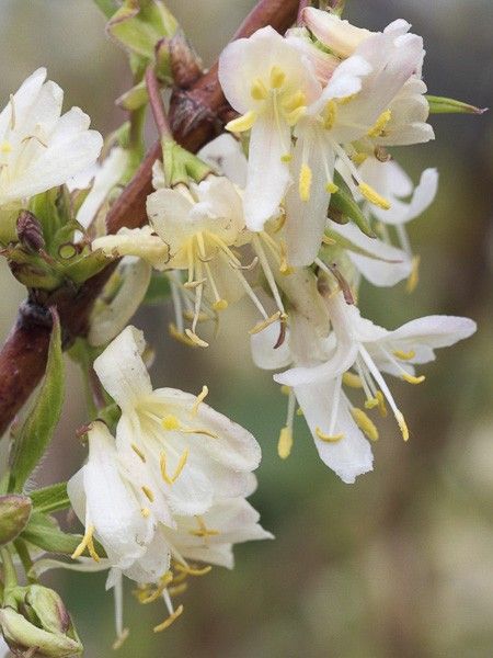 Chèvrefeuille 'Winter Beauty'