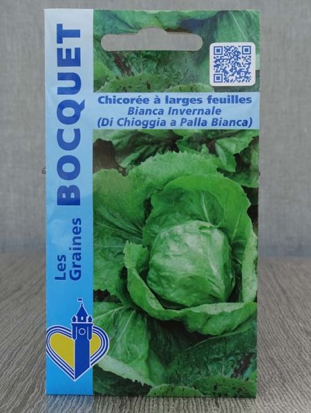 Chicorée à larges feuilles 'Bianca Invernale'