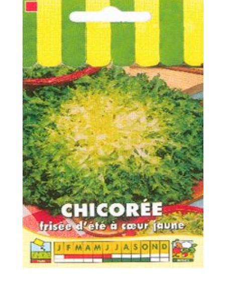 Chicorée frisée D'Eté à Coeur Jaune'