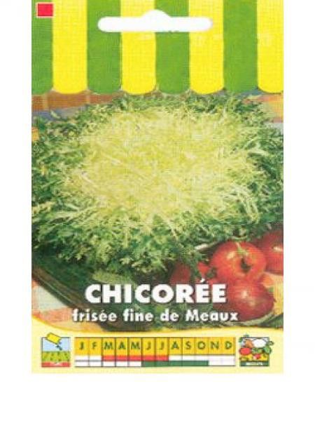 Chicorée frisée 'Fine de Meaux'