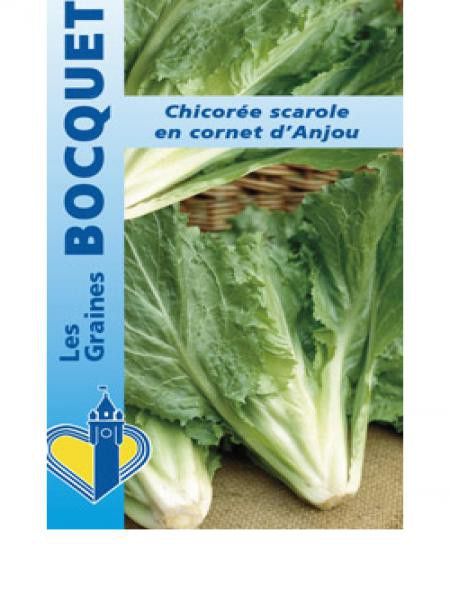 Chicorée sauvage 'Cornet d'Anjou'