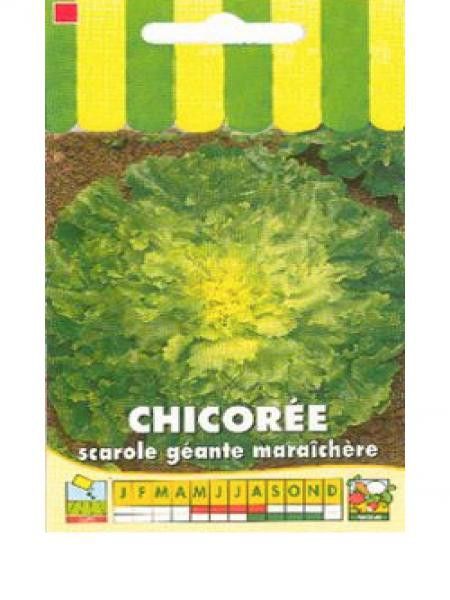 Chicorée scarole 'Géante Maraîchère'