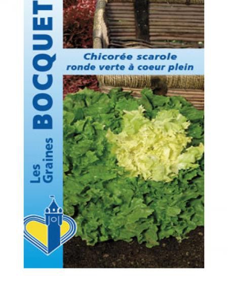 Chicorée scarole 'Ronde Verte à Coeur Plein'