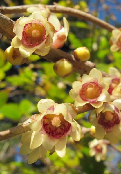 Chimonanthe précoce