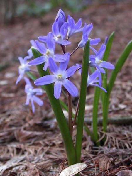 Chionodoxa forbesii 