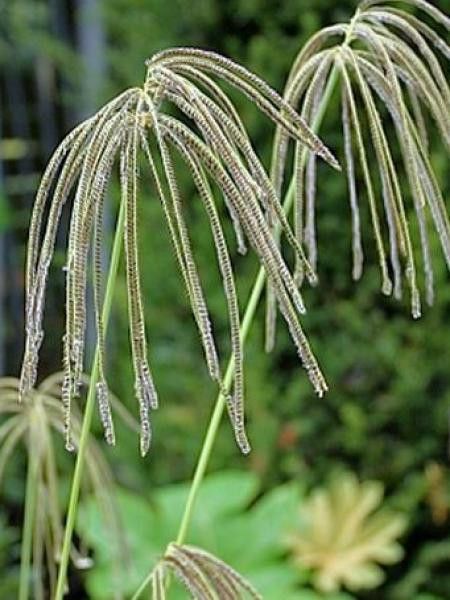 Chloris distichophylla 