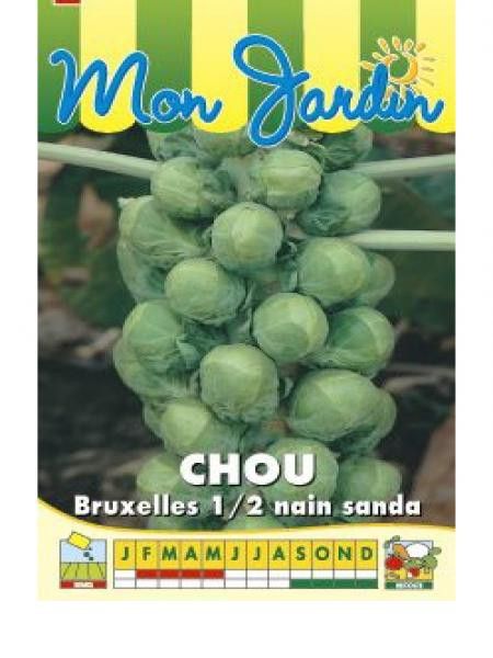 Chou de Bruxelles 'Sanda'