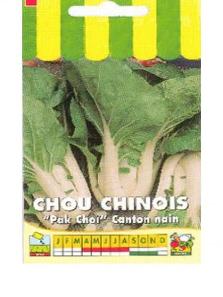 Chou de Chine'Canton nain'