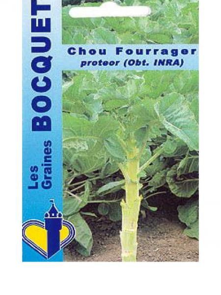Chou 'Protéor'