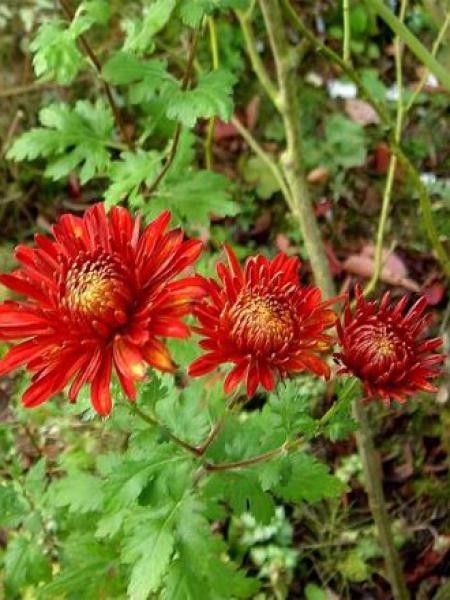 Chrysanthème des jardins 'Brennpunkt'