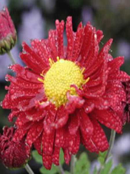Chrysanthème des jardins 'Ceddie Mason'
