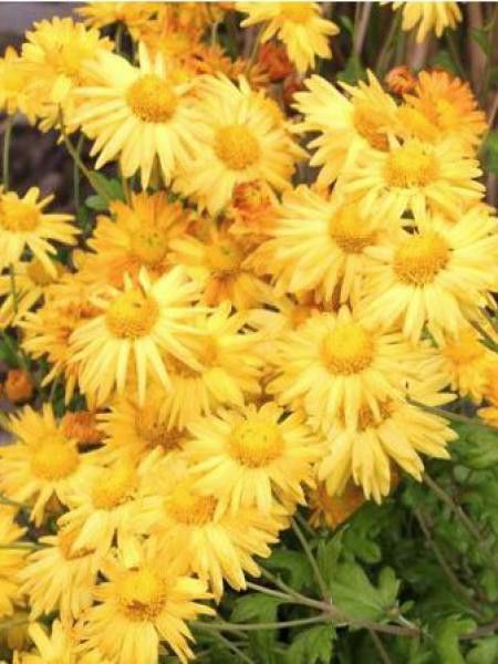 Chrysanthème des jardins 'Goldmarianne'