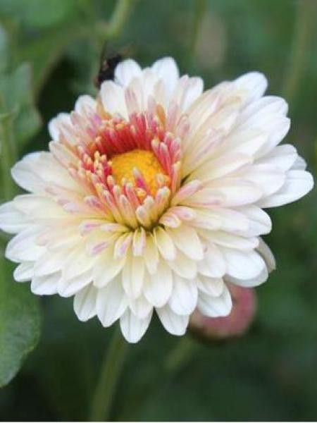 Chrysanthème des jardins 'Julia'