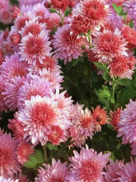 Chrysanthème des jardins 'Orchid Helen'