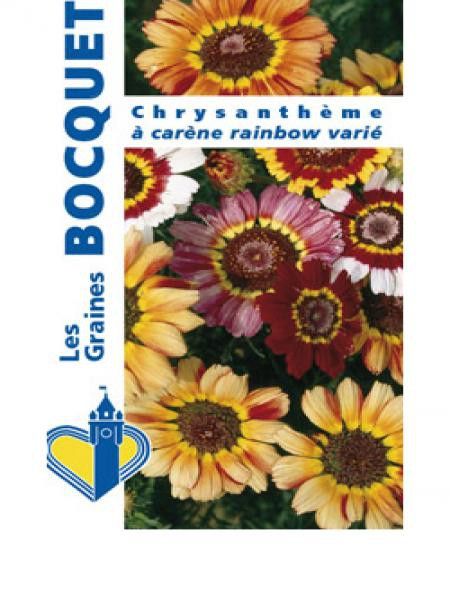 Chrysanthème 'Rainbow' en mélange