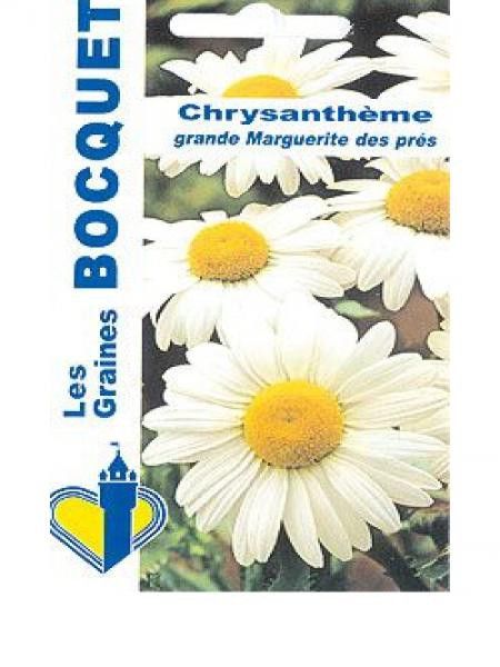 Chrysanthème 'Reine des Près'