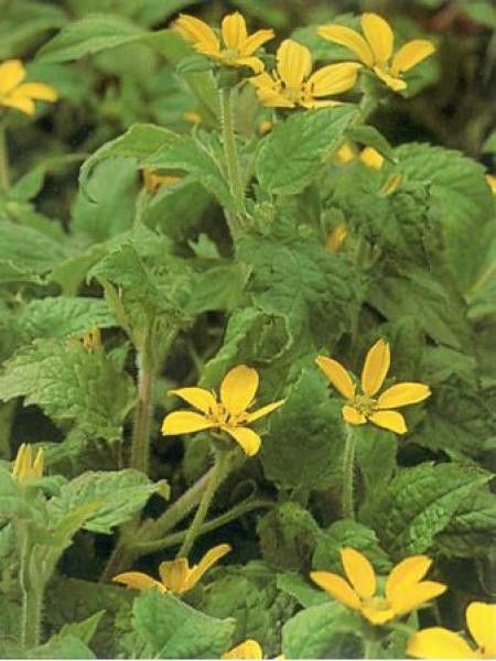 Chrysogonum virginianum 