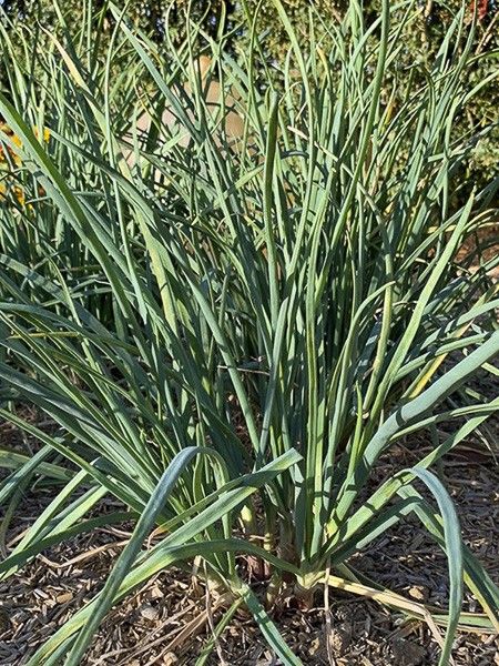 Ciboule 'St Jacques'