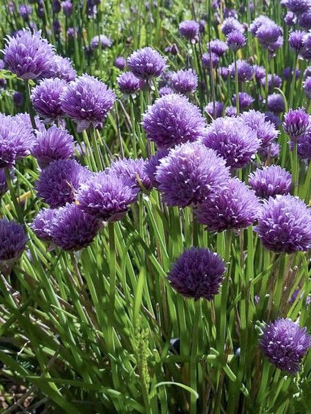 Ciboulette 'Polyvit'