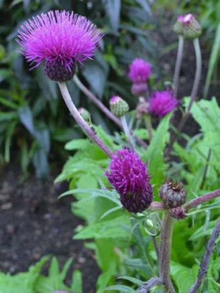 Cirse des rives 'Trevor's Blue Wonder'