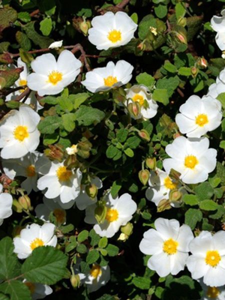 Cisyte à feuilles de sauge