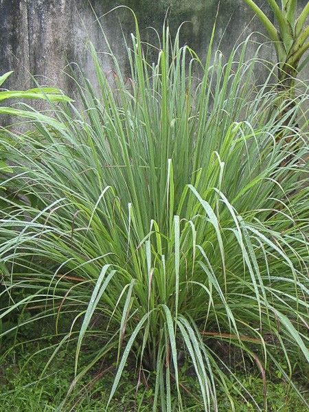 Citronnelle du Gabon, Verveine de l'Inde