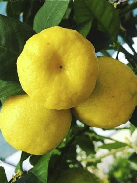 Citronnier doux 'Pursha'