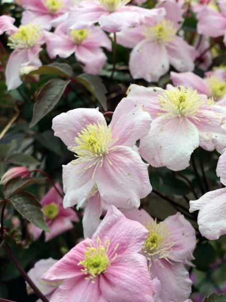 Clématite des montagnes Mayleen'