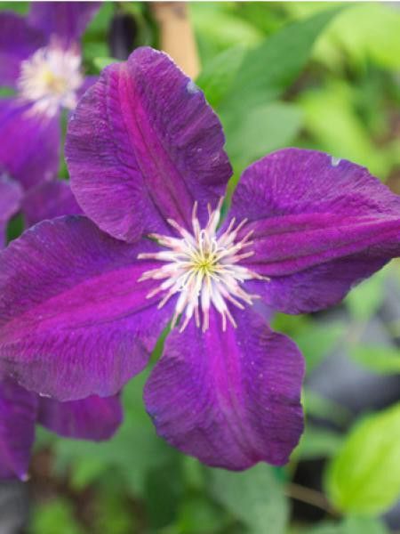 Clematis   'Romantika'