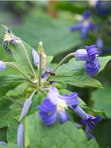 Clématite à feuilles de berce 'Eclipse'